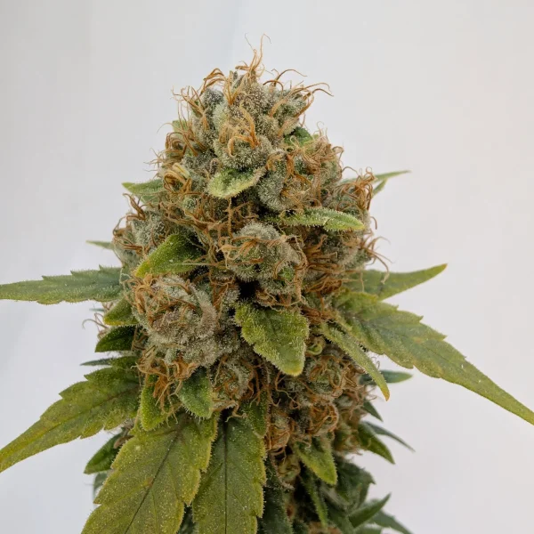 Medical Grape CBD Fraiche IND fleur de CBD Medical Grape aux arômes de raisin et crème, fleur de CBD premium Medical Grape fraiche cultivée en indoor