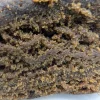 Frozen Medical Grape CBD gros plan hash clair texture grasse aux arômes de raisin et de crème
